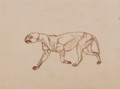 Leopardkrop, set fra siden af George Stubbs
