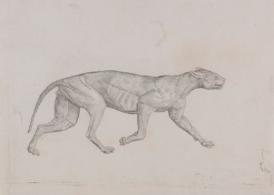 Leopardkrop, set fra siden af George Stubbs