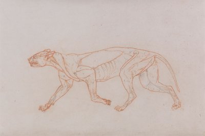 Leopardkrop, lateral visning af George Stubbs