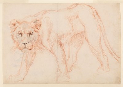 Lioness prowling, recto, 18. eller 19. århundrede af George Stubbs