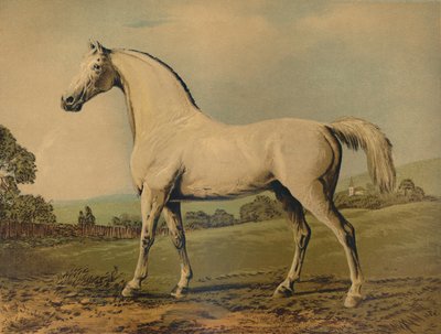 Mambrino. Opdrættet af Lord Grosvenor, c1770