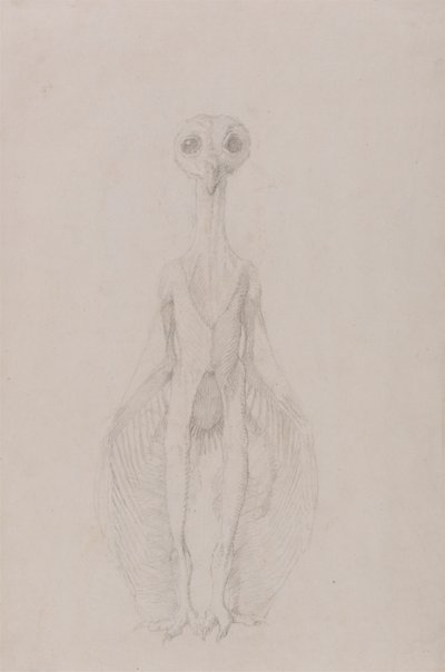 Ugle stående, forfra af George Stubbs