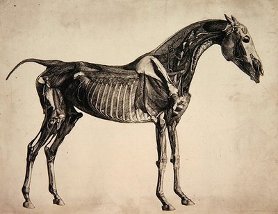 Tavle fra "The Anatomy of the Horse", ca. 1766 (gravering) af George Stubbs