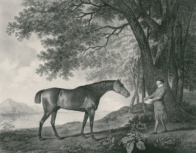 Sharke, indgraveret af George Townley Stubbs (1756-1815) pub. 1794 (radering) af George Stubbs