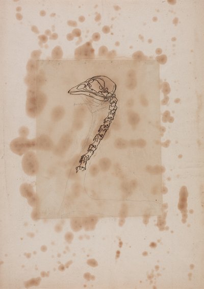 Studie af et hønsehoved og -hals, sideværts, fra en sammenlignende anatomisk fremstilling af den menneskelige krops struktur med en tiger og en almindelig høns, 1795-1806 (pen & blæk og grafit på pag. af George Stubbs