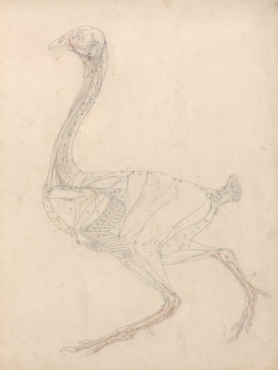 Studie af en høns, sidebillede, diagram for nøgle til tabel XV, fra en sammenlignende anatomisk fremstilling af den menneskelige krops struktur med strukturen af en tiger og en almindelig høns, 1795-1806 (grafit og omvendt) af George Stubbs