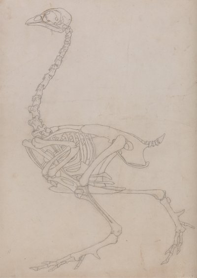 Studie af en høns, sideværts, fra en sammenlignende anatomisk fremstilling af den menneskelige krops struktur med en tiger og en almindelig høns, 1795-1806 (grafit på tyndt vævet papir) af George Stubbs