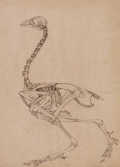 Studie af en høns, sideværts, fra en sammenlignende anatomisk fremstilling af den menneskelige krops struktur med en tiger og en almindelig høns, 1795-1806 (pen & blæk og grafit på tyndt vævet papir) af George Stubbs