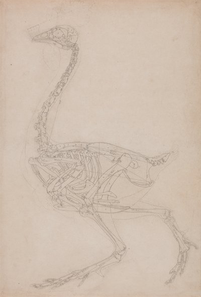 Studie af en høns, sideværts, fra en sammenlignende anatomisk fremstilling af den menneskelige krops struktur med en tiger og en almindelig høns, 1795-1806 (grafit på kraftigt vævet papir) af George Stubbs