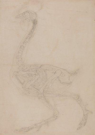 Studie af en høns, sideværts, fra en sammenlignende anatomisk fremstilling af den menneskelige krops struktur med en tiger og en almindelig høns, 1795-1806 (grafit på vævet papir) af George Stubbs