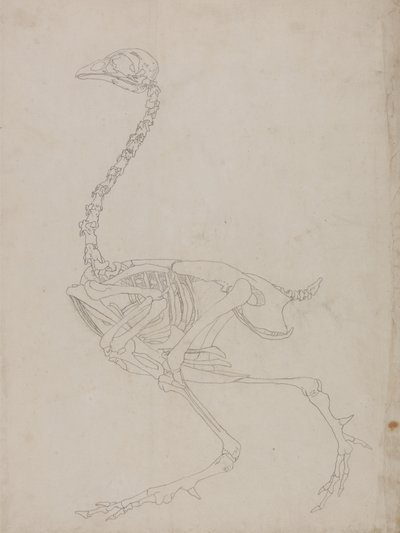 Studie af en høns, sideværts, fra en sammenlignende anatomisk fremstilling af den menneskelige krops struktur med en tiger og en almindelig høns, 1795-1806 (grafit på tyndt vævet papir) af George Stubbs
