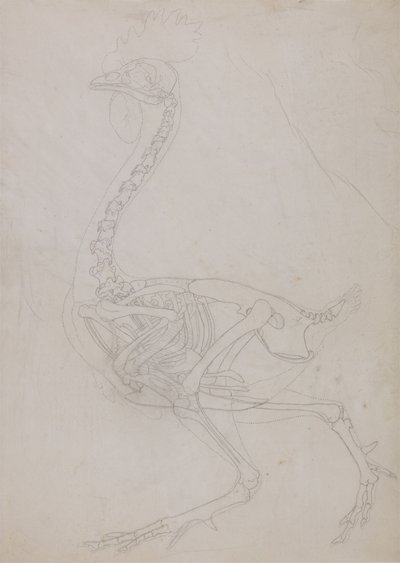 Studie af en høns, sideværts, fra en sammenlignende anatomisk fremstilling af den menneskelige krops struktur med en tiger og en almindelig høns, 1795-1806 (grafit på tyndt vævet papir) af George Stubbs