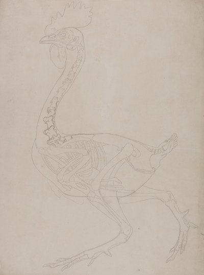 Studie af en høns, sideværts, fra en sammenlignende anatomisk fremstilling af den menneskelige krops struktur med en tiger og en almindelig høns, 1795-1806 (grafit på tyndt vævet papir) af George Stubbs