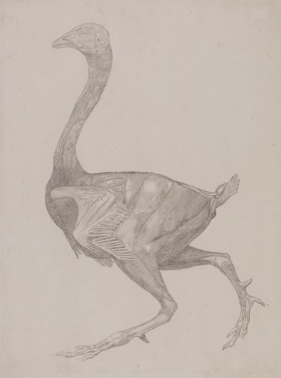 Studie af en høns, sideværts, fra en sammenlignende anatomisk fremstilling af den menneskelige krops struktur med en tiger og en almindelig høns, 1795-1806 (grafit på tyndt vævet papir) af George Stubbs