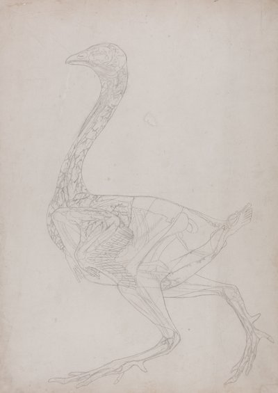 Studie af en høns, sideværts, fra en sammenlignende anatomisk fremstilling af den menneskelige krops struktur med en tiger og en almindelig høns, 1795-1806 (grafit på tyndt vævet papir) af George Stubbs