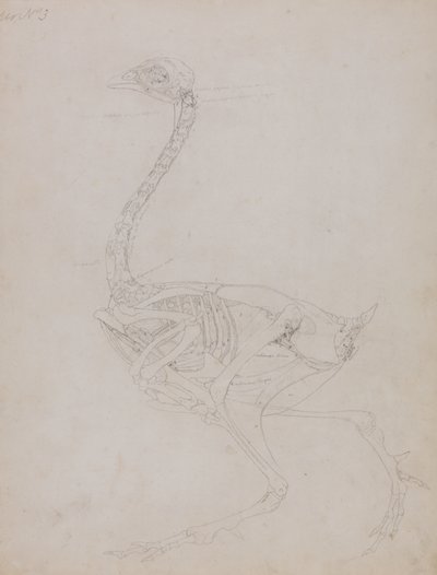 Studie af en høns, sideværts, fra en sammenlignende anatomisk fremstilling af den menneskelige krops struktur med en tiger og en almindelig høns, 1795-1806 (grafit på tyndt vævet papir) af George Stubbs