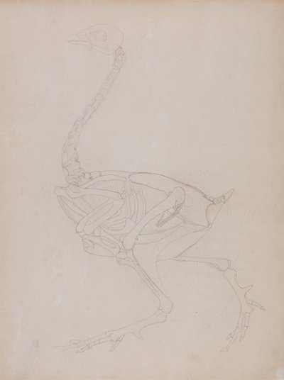 Studie af en høns, sideværts, fra en sammenlignende anatomisk fremstilling af den menneskelige krops struktur med en tiger og en almindelig høns, 1795-1806 (grafit på tyndt vævet papir) af George Stubbs