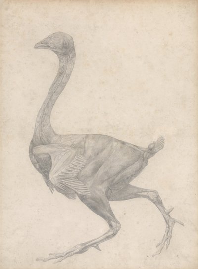 Studie af en høns, sideværts, med hud og underliggende fascielag fjernet, fra A Comparative Anatomical Exposition of the Structure of the Human Body with the Structure of the Human Body with the of a Tiger and a Common Fowl, 1795 af George Stubbs