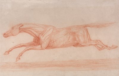 Studie af en væddeløbshest i aktion:  Galop til venstre, et semi-anatomisk studie med hudafskrabning for at vise musklernes funktion af George Stubbs