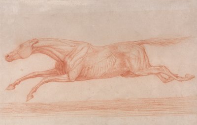 Undersøgelse af en væddeløbshest i aktion: Galoping til venstre, en semi-anatomisk undersøgelse, med flået hud for at vise musklernes virkning af George Stubbs