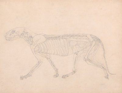 Studie af en tiger, sideværts, abdominal viscera blotlagt, fra en sammenlignende anatomisk fremstilling af den menneskelige krops struktur med en tiger og en almindelig høns, ca. 1795-1806 (grafit på af George Stubbs