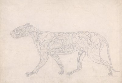 Studie af en tiger, sideværts, diagram, der viser den subkutane blodforsyning, fra en sammenlignende anatomisk fremstilling af den menneskelige krops struktur med en tiger og en almindelig høns, 1795- af George Stubbs