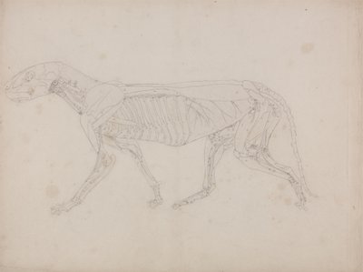 Studie af en tiger, sideværts, fra en sammenlignende anatomisk fremstilling af den menneskelige krops struktur med en tiger og en almindelig høns, ca. 1795-1806 (grafit på patronpapir) af George Stubbs