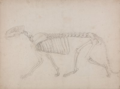Studie af en tiger, sideblik, fra A Comparative Anatomical Exposition of the Structure of the Human Body with that of a Tiger and a Common Fowl, 1795-1806 (grafit på kraftigt papir) af George Stubbs