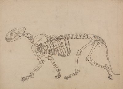 Studie af en tiger, sideblik, fra A Comparative Anatomical Exposition of the Structure of the Human Body with that of a Tiger and a Common Fowl, 1795-1806 (pen og blæk og grafit på tyndt vævet papir) af George Stubbs
