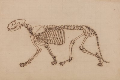 Studie af en tiger, sideblik, fra A Comparative Anatomical Exposition of the Structure of the Human Body with that of a Tiger and a Common Fowl, 1795-1806 (sort blæk over kridt og grafit på kraftig u af George Stubbs