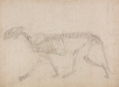 Studie af en tiger, sideværts, fra en sammenlignende anatomisk fremstilling af den menneskelige krops struktur med en tiger og en almindelig høns, 1795-1806 (grafit på kraftigt vævet papir) af George Stubbs
