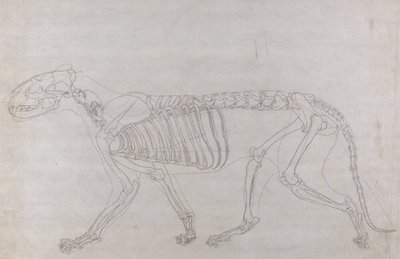 Studie af en tiger, sideblik, fra A Comparative Anatomical Exposition of the Structure of the Human Body with that of a Tiger and a Common Fowl, 1795-1806 (grafit på tyndt vævet papir) af George Stubbs
