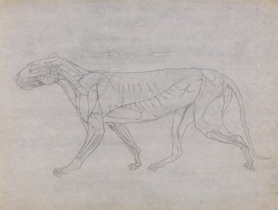 Studie af en tiger, sideværts, fra en sammenlignende anatomisk fremstilling af den menneskelige krops struktur med en tiger og en almindelig høns, 1795-1806 (grafit på tyndt vævet papir) af George Stubbs