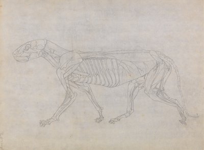 Studie af en tiger, sideværts, fra en sammenlignende anatomisk fremstilling af den menneskelige krops struktur med en tiger og en almindelig høns, 1795-1806 (grafit på tyndt vævet papir) af George Stubbs