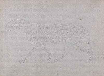Studie af en tiger, sideværts, fra en sammenlignende anatomisk fremstilling af den menneskelige krops struktur med en tiger og en almindelig høns, 1795-1806 (grafit på tyndt vævet papir) af George Stubbs