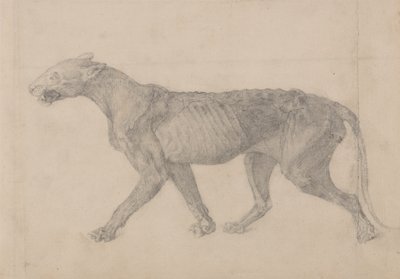 Studie af en tiger, sideværts, fra en sammenlignende anatomisk fremstilling af den menneskelige krops struktur med en tiger og en almindelig høns, 1795-1806 (grafit på lagt papir) af George Stubbs