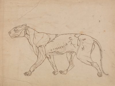 Studie af en tiger, sideværts, fra en sammenlignende anatomisk fremstilling af den menneskelige krops struktur med en tiger og en almindelig høns, 1795-1806 (grafit på kraftigt vævet papir) af George Stubbs