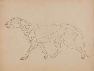Studie af en tiger, sideværts, fra en sammenlignende anatomisk fremstilling af den menneskelige krops struktur med en tiger og en almindelig høns, 1795-1806 (pen & blæk over grafit & kridt på vævet p af George Stubbs