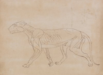 Studie af en tiger, sideværts, fra en sammenlignende anatomisk fremstilling af den menneskelige krops struktur med en tiger og en almindelig høns, 1795-1806 (pen & sort blæk over grafit på vævet pap af George Stubbs