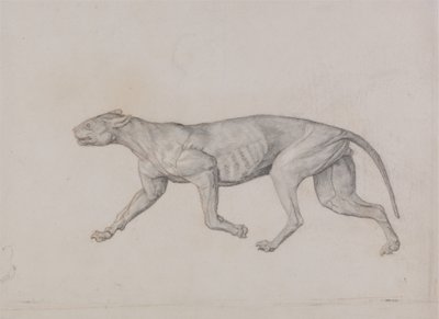 Studie af en tiger, sideværts, fra en sammenlignende anatomisk fremstilling af den menneskelige krops struktur med en tiger og en almindelig høns, 1795-1806 (grafit med rødt kridt på tyndt vævet papir af George Stubbs