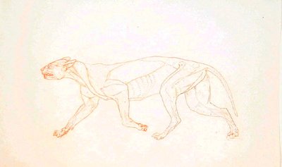 Studie af en tiger, sideværts, fra en sammenlignende anatomisk fremstilling af den menneskelige krops struktur med en tiger og en almindelig høns, 1795-1806 (rødkridtgrafit på vævet papir) af George Stubbs