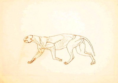 Studie af en tiger, sideværts, fra en sammenlignende anatomisk fremstilling af den menneskelige krops struktur med en tiger og en almindelig høns, 1795-1806 (pen og blæk over rødt kridt på tyndt vævet pap af George Stubbs