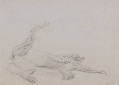 Studie af en tiger, liggende, set ventralt, fra en sammenlignende anatomisk fremstilling af den menneskelige krops struktur med en tiger og en almindelig høns, 1795-1806 (grafit på tyndt vævet papir) af George Stubbs