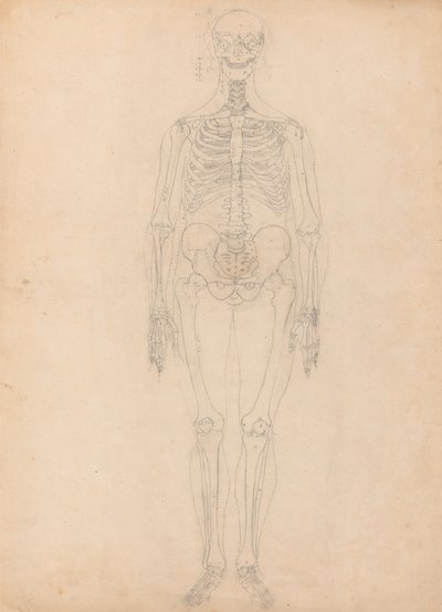 Studie af den menneskelige figur, forfra, diagram for nøgle til tabel I, fra en sammenlignende anatomisk fremstilling af den menneskelige krops struktur med strukturen af en tiger og en almindelig høns, ca. 1795-1806 (g. af George Stubbs