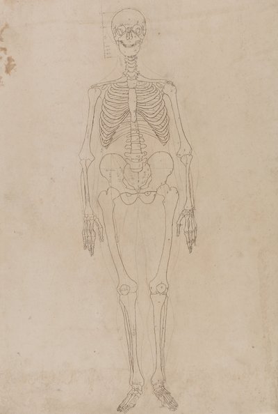 Studie af den menneskelige figur, forfra, fra en sammenlignende anatomisk fremstilling af den menneskelige krops struktur med en tiger og en almindelig høns, ca. 1795-1806 (grafit og blæk på papir) af George Stubbs
