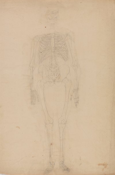 Studie af den menneskelige figur, forfra, fra en sammenlignende anatomisk fremstilling af den menneskelige krops struktur med en tiger og en almindelig høns, ca. 1795-1806 (grafit på papir) af George Stubbs