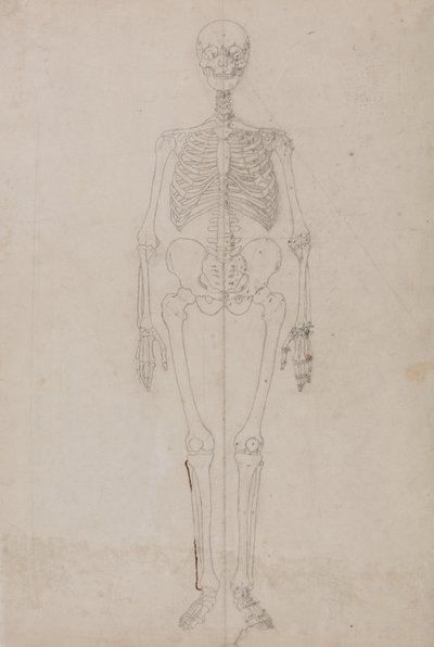 Studie af den menneskelige figur, forfra, fra en sammenlignende anatomisk fremstilling af den menneskelige krops struktur med en tiger og en almindelig høns, ca. 1795-1806 (grafit og blæk på papir) af George Stubbs