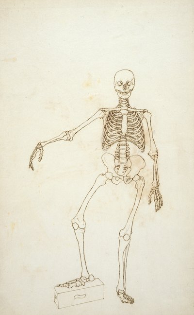 Studie af den menneskelige figur, forfra, fra 