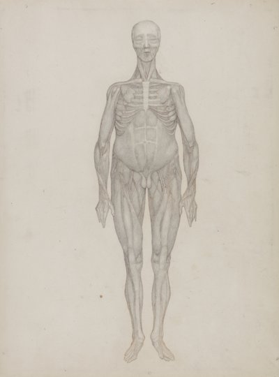 Studie af den menneskelige figur, forfra, fra 