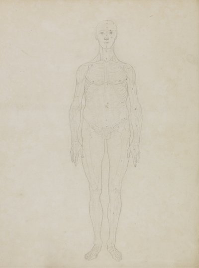 Studie af den menneskelige figur, Anterior View, fra 